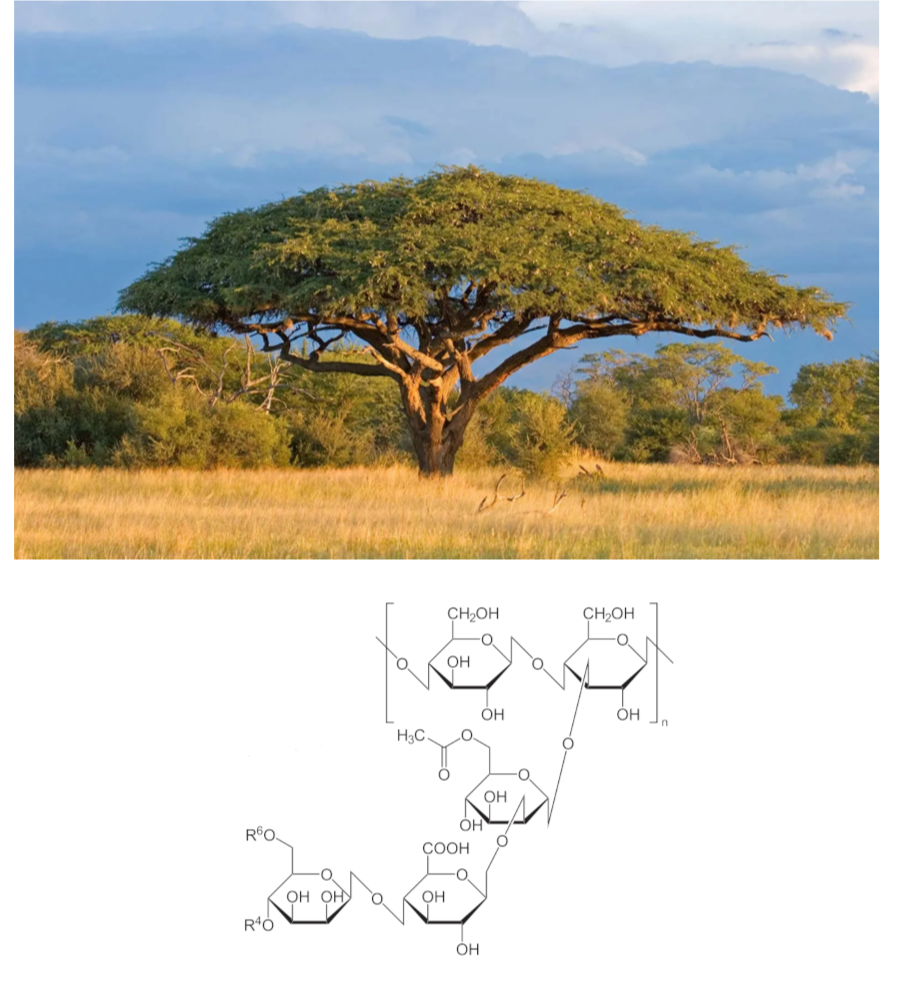 Acacia tree on the savannah and the molecular structure of polysaccharide gum